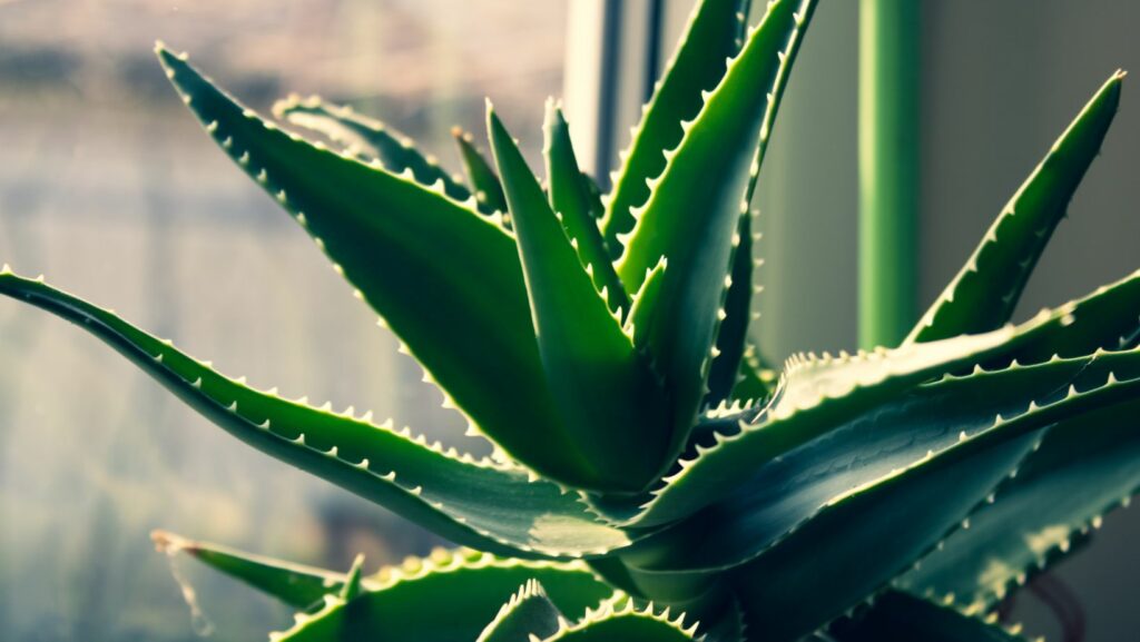 Tips for Watering Aloe Vera